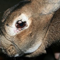 Можно ли есть мясо кролика при миксоматозе