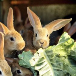 Можно ли давать кроликам капустные листья